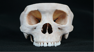 Modèle d'impression <span class=keywords><strong>3D</strong></span> humaine Modèle de <span class=keywords><strong>crâne</strong></span> <span class=keywords><strong>humain</strong></span> Modèle <span class=keywords><strong>humain</strong></span> numérique pour l'apprentissage de l'anatomie Matériaux respectueux de l'environnement - Product Image 2