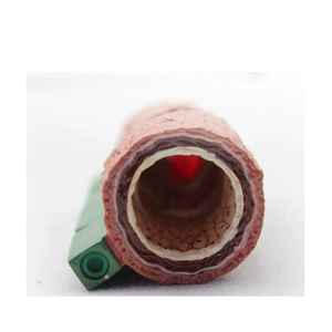 Высококачественная медицинская модель анатомии для развития органов и сосудов со склеротическими функциями для обучения медсестер - Product Image 5