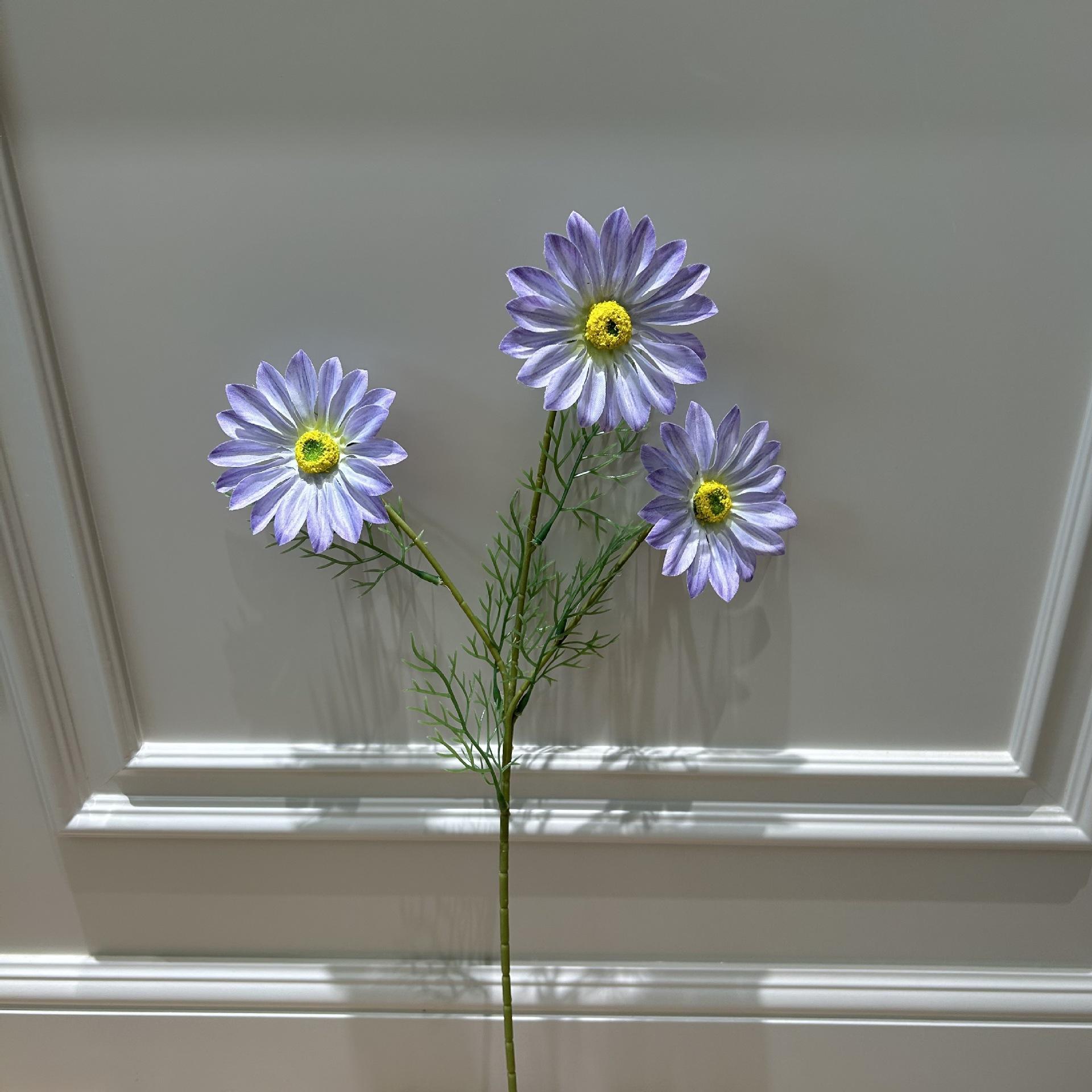 Hshs xia ju-summer chrysanthemum-light purple when it blooms