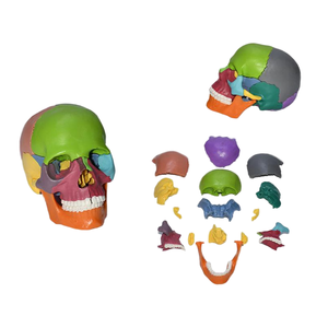 Mini modelo de cráneo codificado por colores (desmontable en 15 partes) - Herramienta educativa de anatomía - Product Image 6
