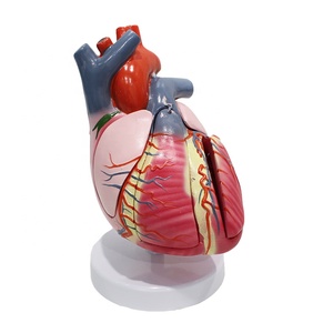 Modelo del Sistema de Conducción Cardíaca Ampliado 3 Veces, 5 Partes, PVC, para Enseñanza de Cardiología, CE ISO ROHS CNAS - Product Image 6