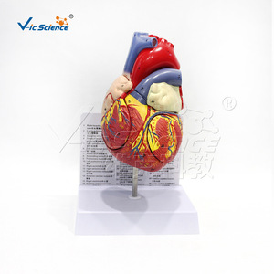 Modèle d'anatomie du cœur humain à grossissement 2x Vic Education, modèle médical d'anatomie du cœur humain à grossissement - Product Image 1