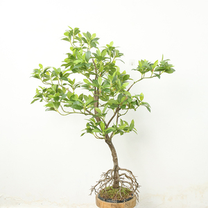 装飾に最適なリアルなマングローブの人工植物を見つける Alibaba Com