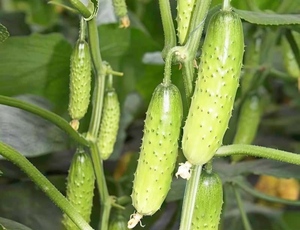Pepino Inglés <span class=keywords><strong>de</strong></span> Origen Chino en Bolsa <span class=keywords><strong>de</strong></span> Almacenamiento Seco - Product Image 2
