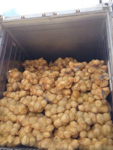 ถุงตาข่ายมะพร้าวสดแห้งผู้ใหญ่กึ่ง deghusked การเก็บเกี่ยวมะพร้าวโดยตรงจากเวียดนามฟาร์มท้องถิ่นโดย99ทองข้อมูล - Product Image 6