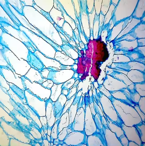 BestScope Microscopio Compuesto Biológico con Iluminación LED, Ajuste Grueso, Trinocular Educativo, para Laboratorio, para el - Product Image 5