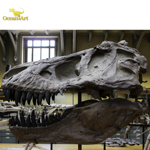 Parque de dinosaurios dinosaurio fósil real T Rex esqueleto para la venta - Product Image 6