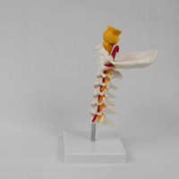 Modelo Anatómico Cervical Avanzado DARHMMY - 7 Vértebras con Hueso Occipital y Tronco Cerebral para Educación Médica