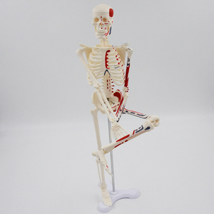 Modelos médicos de enseñanza, modelo de esqueleto humano de 45CM, marcador de esqueleto, arranque muscular y parada, modelos de hueso espinal - Product Image 5