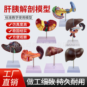 Modèle d'anatomie hépatique humaine pour simulation médicale, hilaire hépatique, vésicule biliaire, structure des voies biliaires, organe du système digestif - Product Image 1