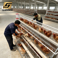 Équipement d'élevage avicole pour poules pondeuses en cages à étages, pour l'élevage en batterie de poules pondeuses