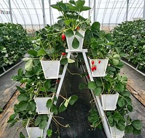 <span class=keywords><strong>Gouttière</strong></span> hydroponique en PVC de qualité alimentaire pour fraises, système de culture hors sol pour serre - Product Image 5