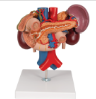 Modelo Anatómico de Órganos Posteriores del Abdomen Superior para la Enseñanza en la Escuela de Ciencias Médicas (Riñón, Arterias Abdominales, Venas) PVC Detallado - Product Image 3