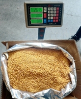 Granulés d'ail frit à l'huile de palme Toi Chien 8-16 Mesh Ajo Frito Crujiente Assaisonnement en vrac avec certificat Halal BRC HACCP