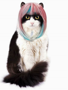 Perruque pour animaux de compagnie, fournitures pour chiens, accessoires pour animaux, cheveux bouclés, cheveux raides, perruque pour chat - Product Image 5