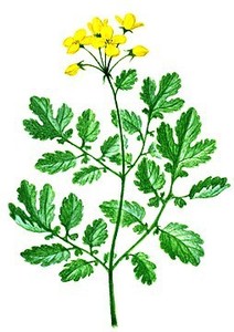 Polvo de Extracto de Celania (Chelidonium Majus) |   Quelidonina Estandarizada al 2% |   4:1 & 10:1 - Product Image 4