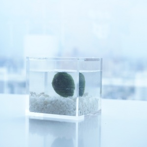 กล่องปลูกต้นไม้อะคริลิกใส ทนทาน สำหรับขายส่งจากโรงงาน ใช้ได้หลากหลาย สำหรับตกแต่งและปลูกพืชสีเขียว - Product Image 4