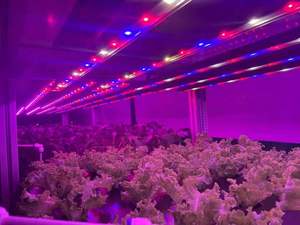 Serre hydroponique intelligente de 40 pieds avec contrôle automatique de la température, système de culture vertical NFT pour la culture de la laitue et des micro-légumes SK H - Product Image 3