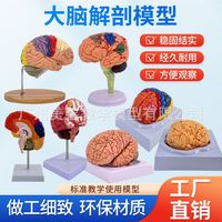 Modèle d'enseignement de l'anatomie du cerveau humain pour la neurologie médicale, les sciences du cerveau, les régions cérébrales et le système cérébrovasculaire