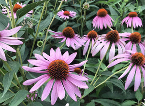 Chất lượng cao <span class=keywords><strong>Echinacea</strong></span> Purpurea chiết xuất các loại thảo mộc <span class=keywords><strong>Echinacea</strong></span> chiết xuất - Product Image 3