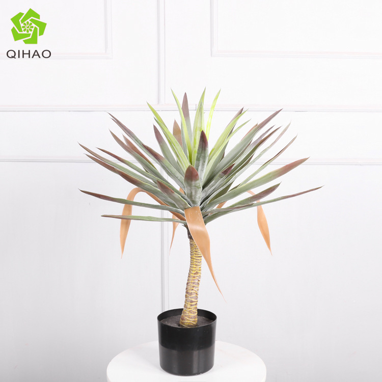 Yucca florida de 0,6 metros (44 hojas)