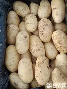 Высокодоходные свежие картофельные сорта высшего качества нового урожая по низкой цене за тонну с быстрой доставкой из провинции Шаньдун - Product Image 2