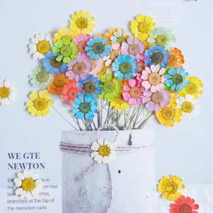 12 pièces/sac de camomille teintée à la main signets cire sceau résine époxy artisanat <span class=keywords><strong>plante</strong></span> naturelle pressée fleurs séchées - Product Image 4