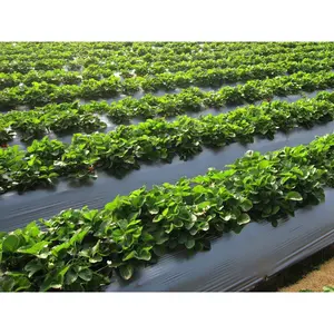 Film de paillage PE OEM en rouleau, moulé par soufflage, protection UV, résistant à l'humidité, film barrière anti-mauvaises herbes, imperméable, couverture de sol agricole - Product Image 4