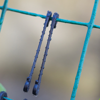 Clips de vignoble entièrement en plastique anti-rouille - Crochets de ramassage de vigne non métalliques - Clips de treillis agricoles stabilisés aux UV pour raisins et kiwis