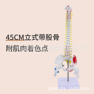 Modèle de colonne vertébrale humaine de 45 cm avec coloration musculaire, points d'origine et d'insertion musculaires, exercice de positionnement osseux, modèle de colonne vertébrale, cervicales - Product Image 3
