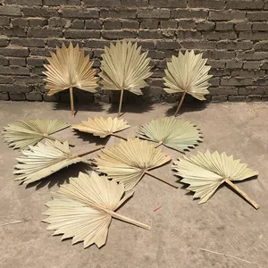 2020 Top verkäufer dekorative blumen echt natürliche palm fan blatt gold silber palm blätter für innen dekoration
