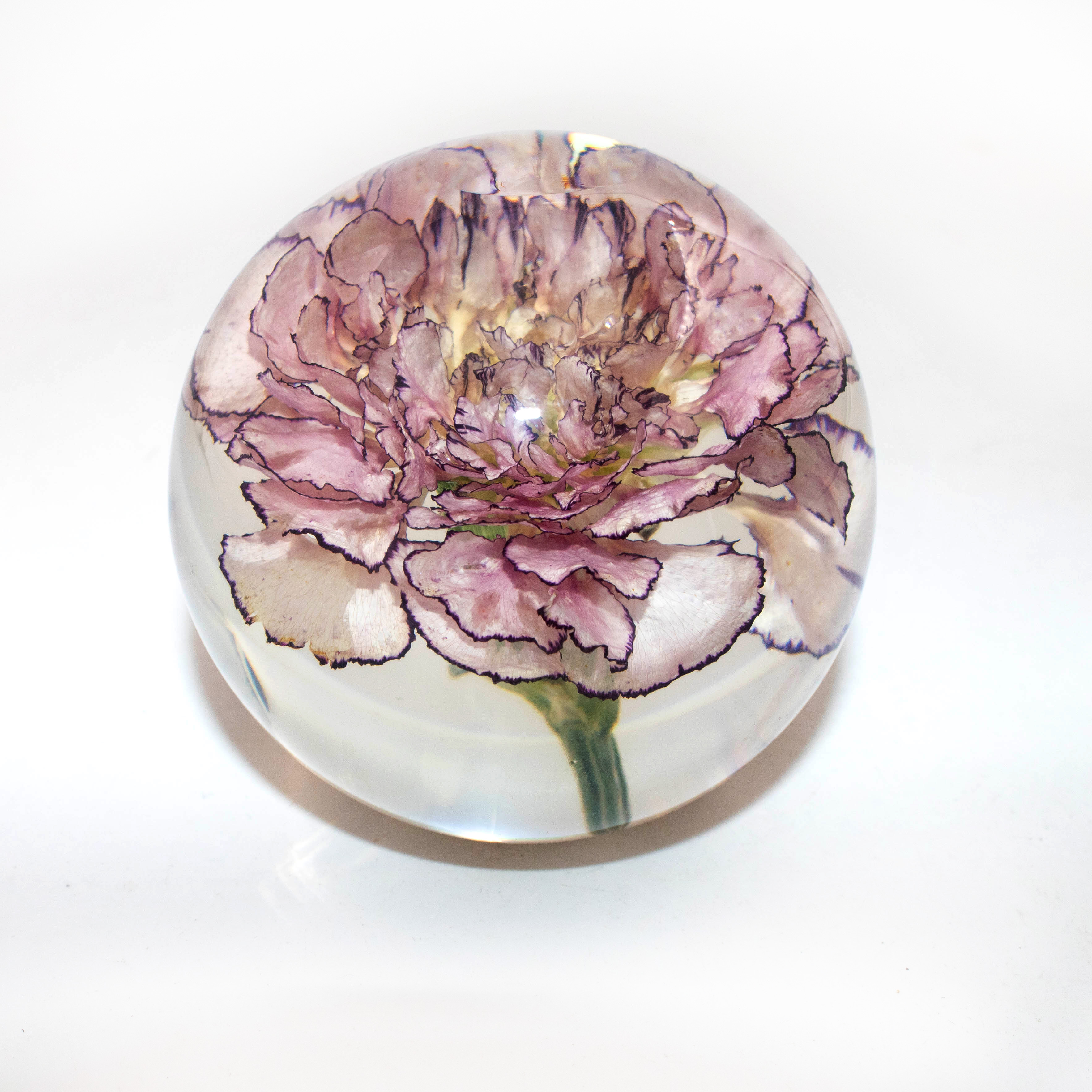 Eternal Blush Carnation