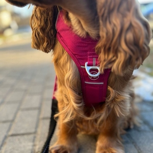 Harnais solide personnalisé pour grands chiens aventure confortable PREMIUM violet en cuir polyester nylon laine - Product Image 2