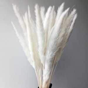 Flores secas Pampas Grass Nautical Home Decor 70-80cm 100% Natural Novedad Regalos para ocasiones especiales - Product Image 2