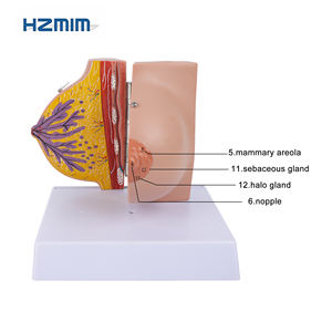 Modelo anatómico de la glándula mamaria en período de descanso Modelo de mama humano de ciencia médica en PVC para escuelas de medicina - Product Image 5