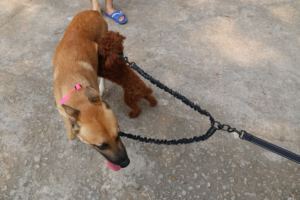 Correa de perro para correr de nailon de tamaño pequeño de alta calidad, correa reflectante para correr al aire libre, correa para mascotas con estampado de animales y acoplador - Product Image 5