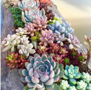 Succulentas <span class=keywords><strong>al</strong></span> <span class=keywords><strong>por</strong></span> <span class=keywords><strong>Mayor</strong></span>, Surtido <span class=keywords><strong>de</strong></span> Mini Cactus Decorativos, Arreglo Colgante para Interiores y Exteriores, Plantas Artificiales <span class=keywords><strong>Suculentas</strong></span> en <span class=keywords><strong>Venta</strong></span> - Product Image 1