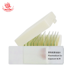 Portaobjetos con preparado de Plasmodium vivax, patología, diflujo sanguíneo, parásito médico, película sanguínea gruesa y fina, coloración con Giemsa. - Product Image 1