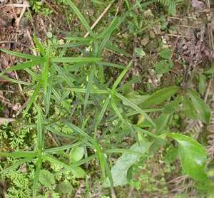 Nhà Sản Xuất <span class=keywords><strong>Hedyotis</strong></span> Diffusa Willd Chiết Xuất/Oldenlandia Diffusa Chiết Xuất 10:1 - Product Image 2