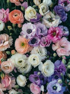 مزيج الألوان الأنيقة من Lisianthus Eustoma لحدائق الزهور المقطوعة والشرفات والأواني والحدود أزهار مختلطة نادرة - Product Image 3