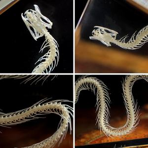 <span class=keywords><strong>Esqueleto</strong></span> <span class=keywords><strong>de</strong></span> Serpiente Real en Resina, <span class=keywords><strong>Esqueleto</strong></span> <span class=keywords><strong>de</strong></span> Animal Preservado, Espécimen <span class=keywords><strong>de</strong></span> Insecto, Juguetes Educativos para la Enseñanza, Recurso Didáctico, Regalo Original - Product Image 2