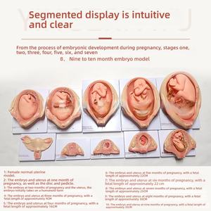 Modèle <span class=keywords><strong>de</strong></span> planification familiale en PVC 10 pièces pour la croissance embryonnaire pendant la grossesse - Product Image 4