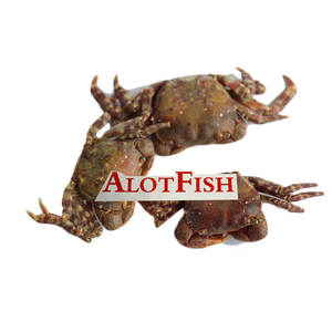 Appât de pêche lyophilisé, appât de pêche au <span class=keywords><strong>crabe</strong></span> de sable, avec prix d'usine - Product Image 1