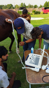 Equipo Veterinario EURVET, Ecógrafo Veterinario Portátil, Imágenes 2D, Tecnología de Haz Digital Completo, Clínica <span class=keywords><strong>Veterinaria</strong></span> - Product Image 4