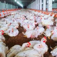 Système d'alimentation et d'abreuvement de haute qualité pour poulets de chair : mangeoire à plat et ligne d'abreuvement par pipette pour ferme avicole