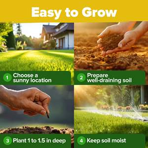 Kit de truies de fleurs de tournesol cultivées en maison Variétés de paquets de jardin comprenant une beauté naine sauvage <span class=keywords><strong>d</strong></span>'<span class=keywords><strong>automne</strong></span> Sunspot Flower Growing - Product Image 6