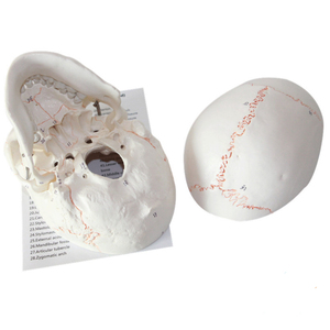 Modelo de cráneo humano real con identificación digital y <span class=keywords><strong>sutura</strong></span> ósea Modelo de Anatomía de cráneo desmontable Material didáctico - Product Image 3