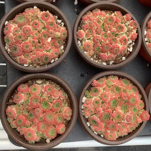 Piante Succulente in Vaso Sempervivum Pianta Ornamentale da Giardino - Product Image 3