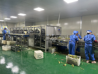 Machine automatique de décorticage et de désillicage du maïs pour usine de transformation du maïs congelé