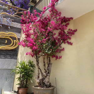 Flor Artificial de Buganvilla de Seda de 100 cm de Altura, Simulación Realista para Decoración del Hogar y Arreglos de Boda - Product Image 2